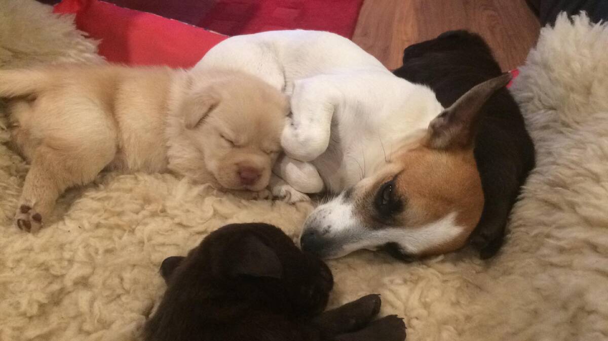Content: Sally the Jack Russell terrier now has a family of 10 Labrador puppies that are nearly as big as her. Photo: supplied