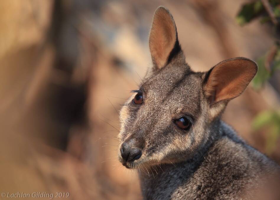 Brush-tailed rock wallaby. Photo by Lachlan Gilding