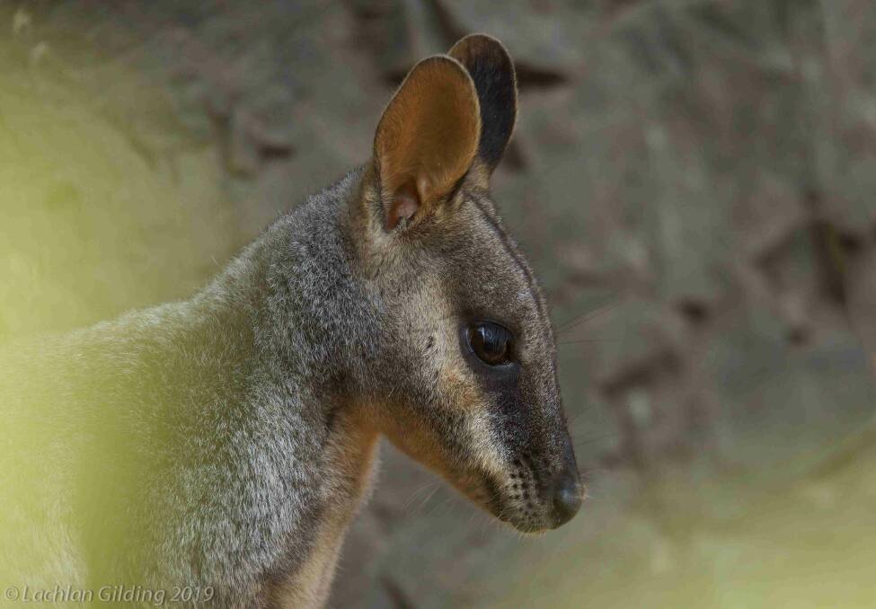 Endangered brush-tailed rock wallaby. Photo by Lachlan Gilding, Aussie Ark