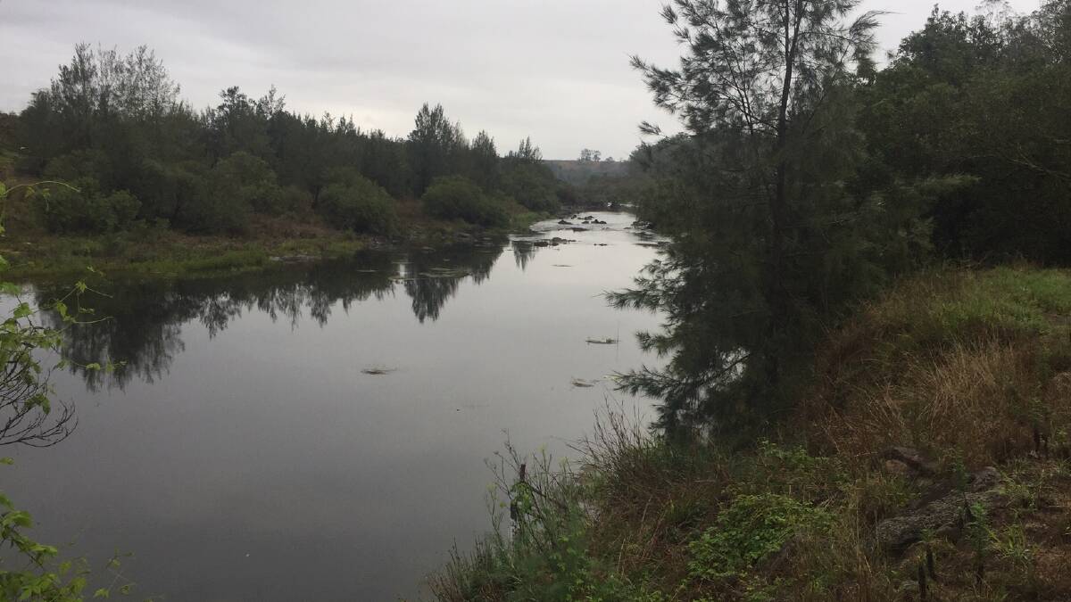 The Manning River at the Killawarra measuring point on Sunday, January 19.. Photo courtesy MidCoast Council 