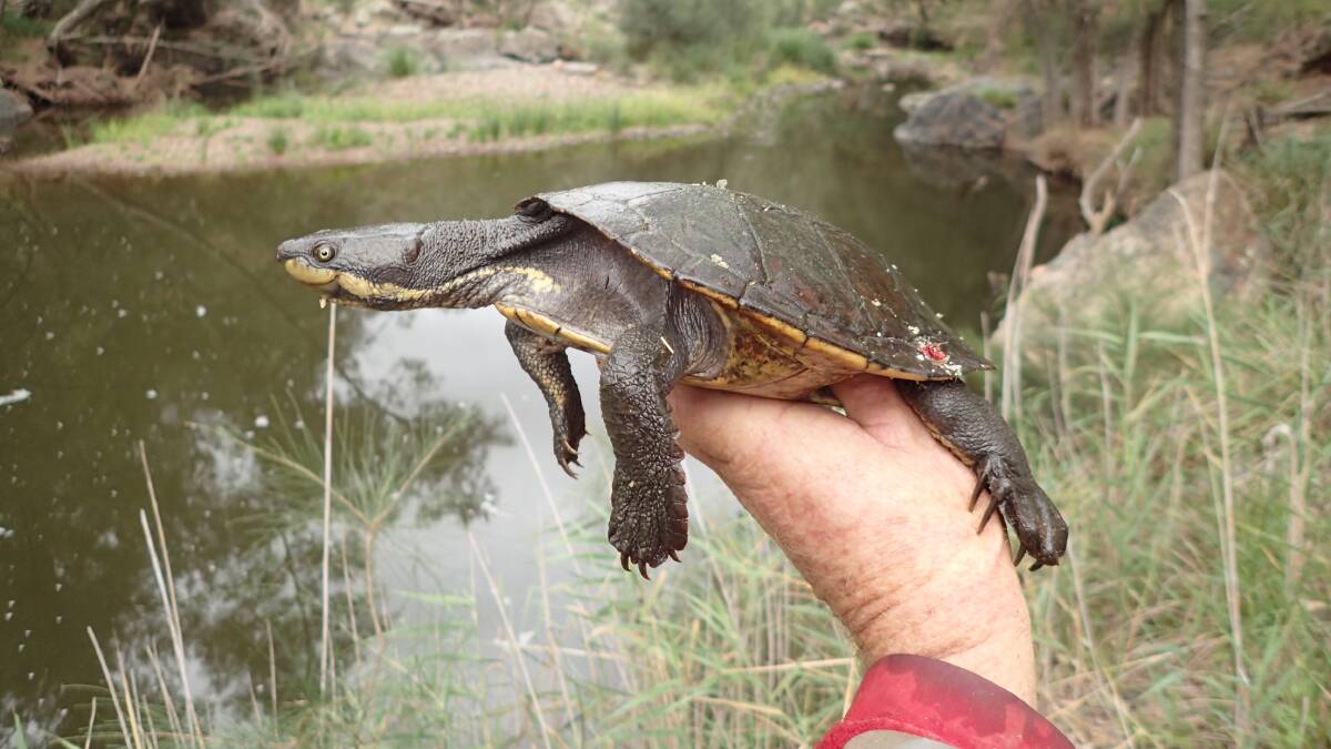 Manning River helmeted turtle captured by ecologist Phil Spark during recent surveys. Photo: supplied by NSW OEH