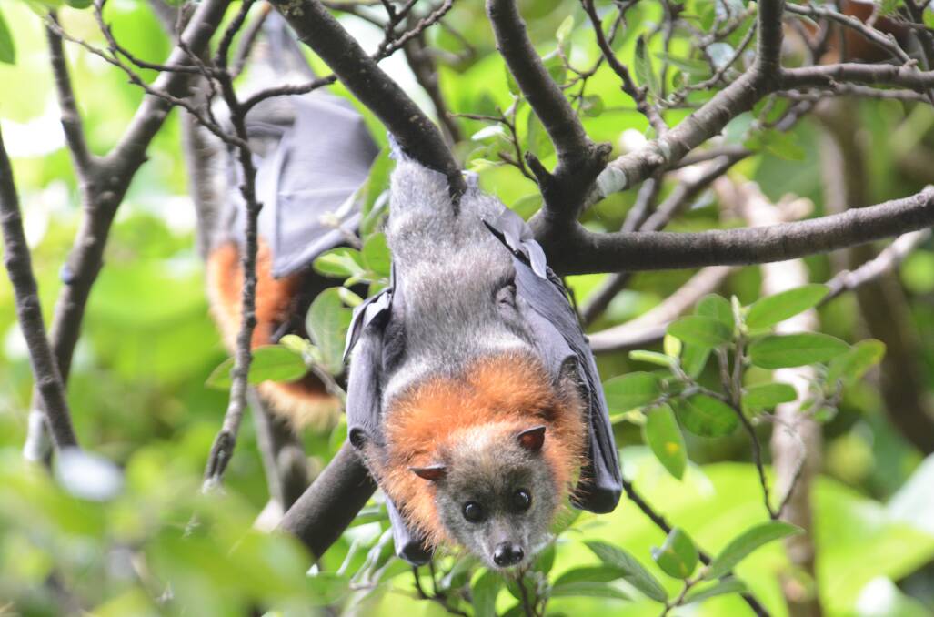 Wingham Brush: A sprinkler system or employing a Rural Fire Service brigade will help mitigate mass bat deaths from heat. File photo