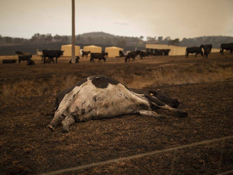 Livestock losses to bushfires in NSW could reach 20,000, the NSW Farmers' Association says.