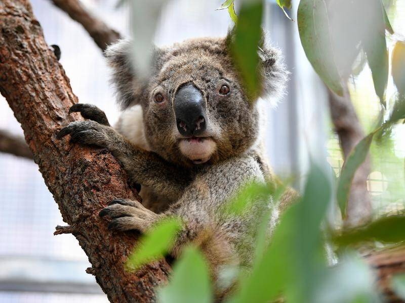 A NSW parliamentary report says koalas may be extinct before 2050 without urgent intervention.