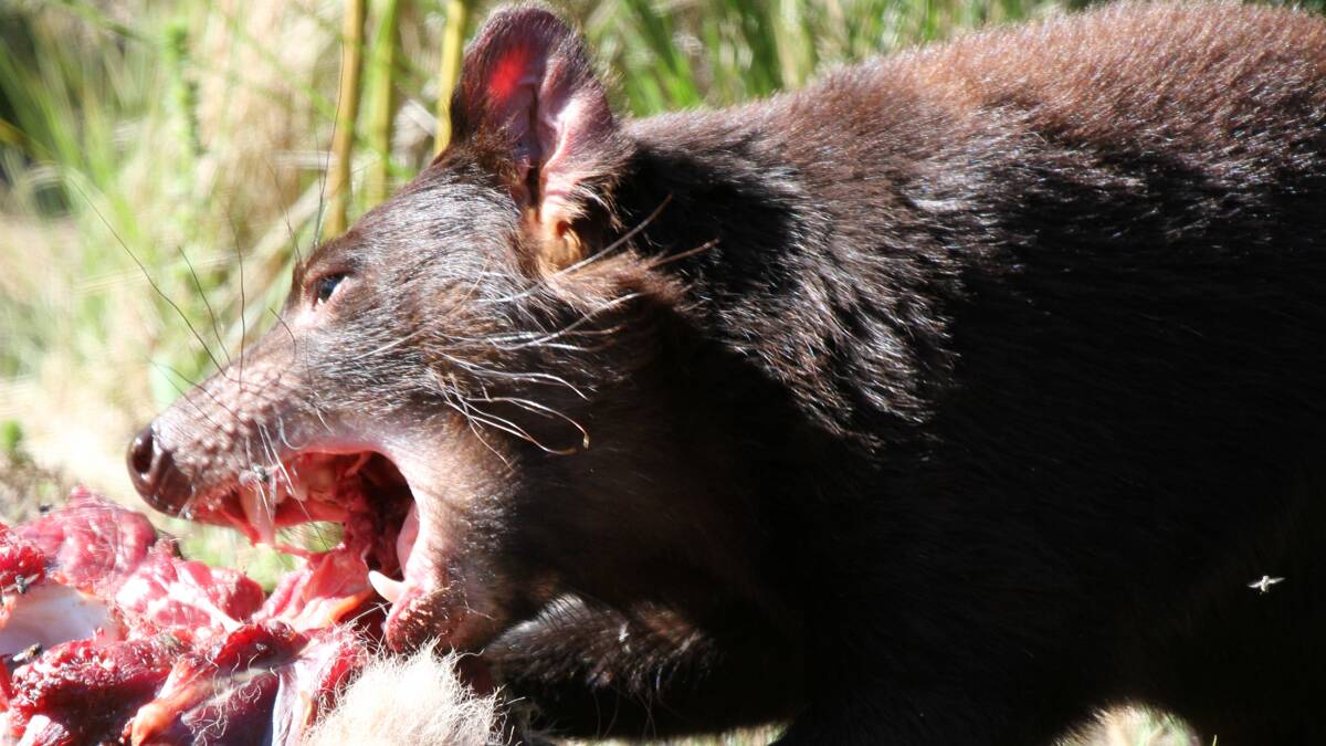 NATURE'S ROLE: Save the Tasmanian Devil Program (STTDP) keeper and utility manager Steve Izzard says the Tasmanian devils will be able to fulfil their role in nature of keeping down feral cat populations and completely clearing away carcasses. 