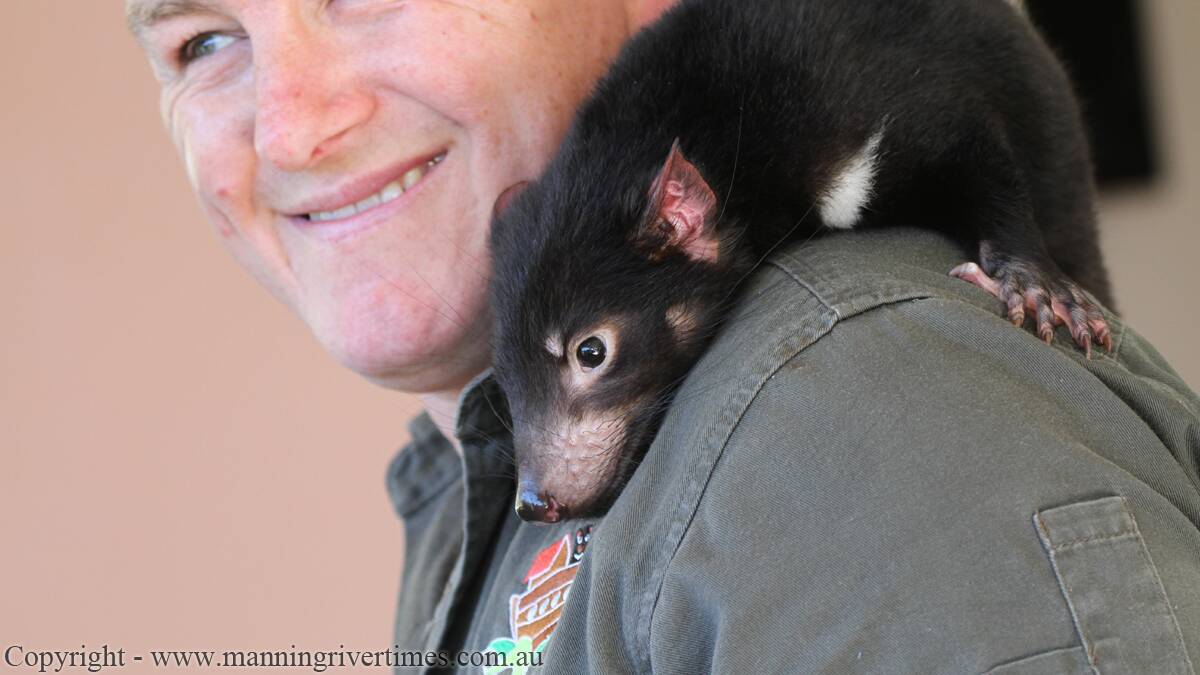 STAYING PUT: Devil Ark keeper Dean Reid has one of the two ambassdor joeys for Devil Ark on his shoulder. These devils will eventually be a part of the breeding program. 