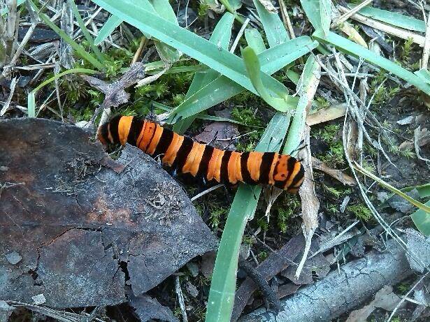 caterpillar taken at Killawarra by Darren Varty